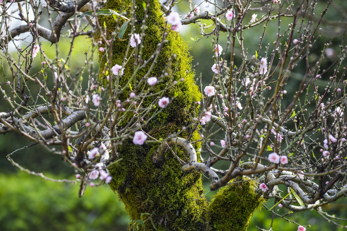 Đào cổ thụ về phố, tạo điểm nhấn thị trường hoa Tết xứ Thanh