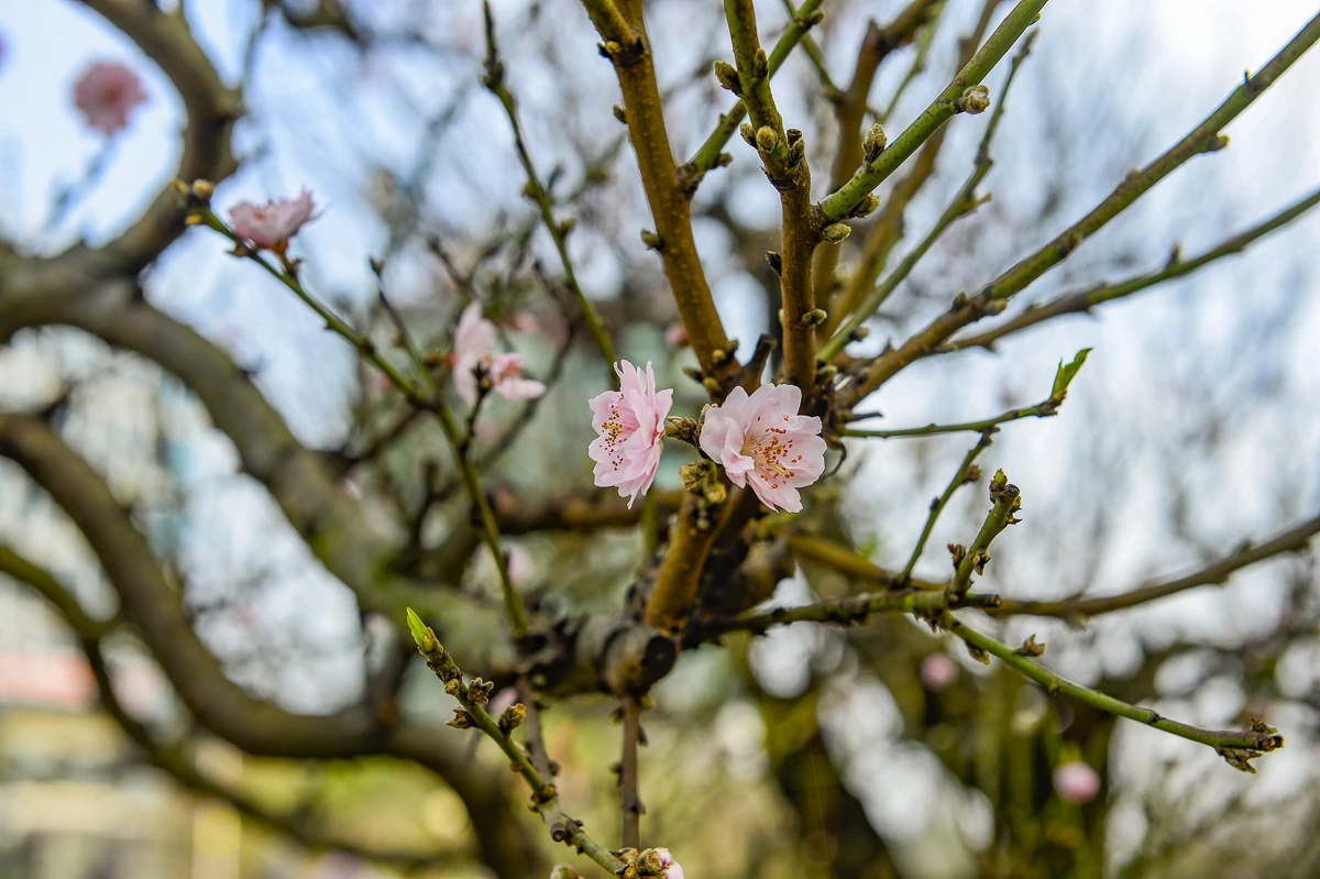 Đào cổ thụ về phố, tạo điểm nhấn thị trường hoa Tết xứ Thanh