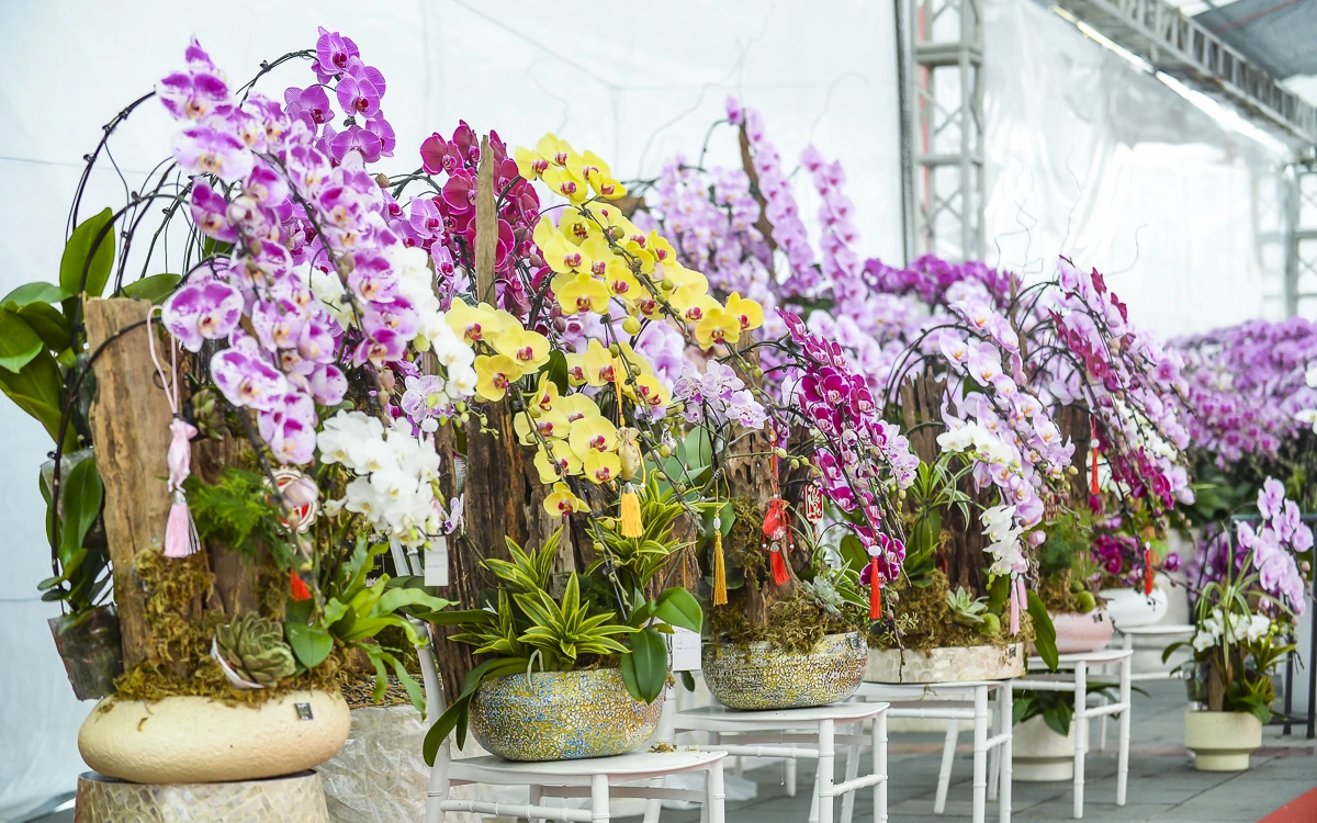 Vào vụ Tết, thợ cắm lan “chạy sô”, thu tiền triệu mỗi ngày