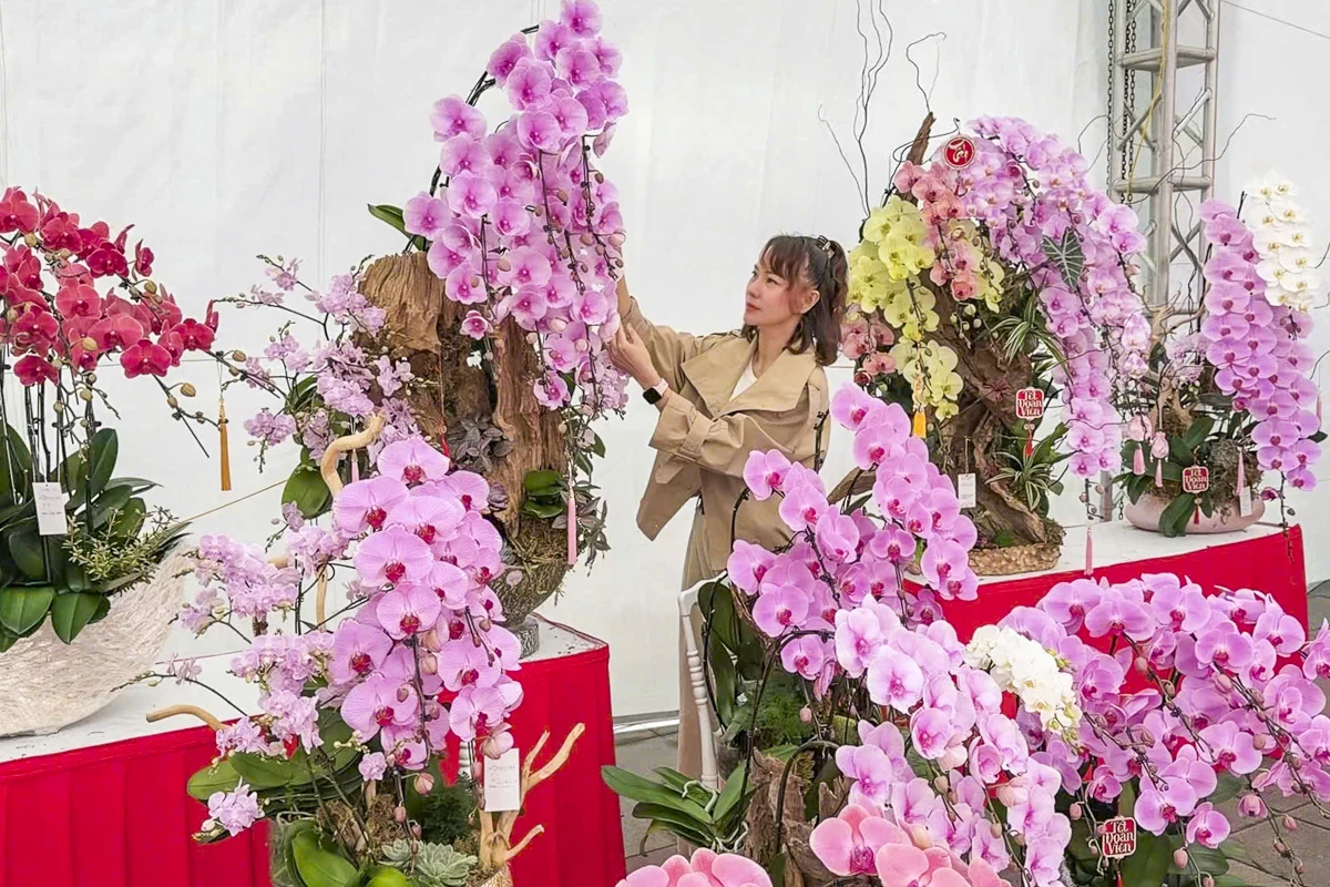 Vào vụ Tết, thợ cắm lan “chạy sô”, thu tiền triệu mỗi ngày