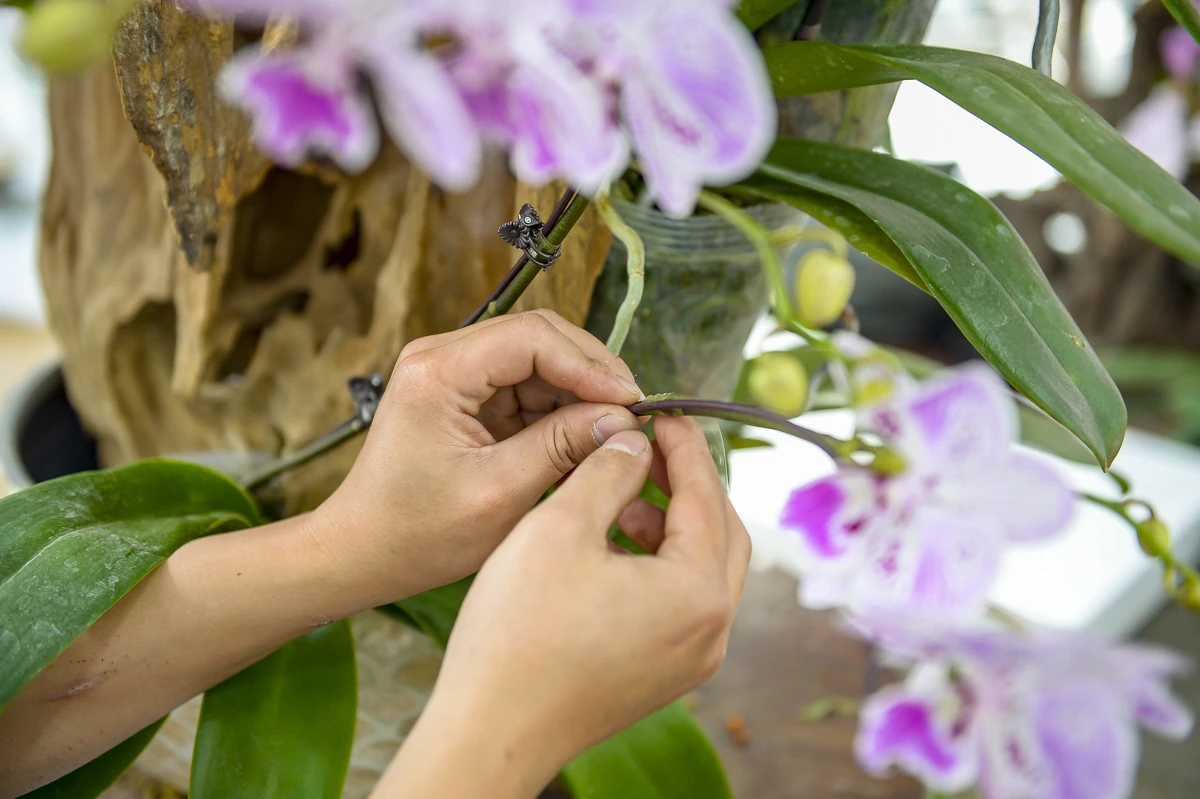 Vào vụ Tết, thợ cắm lan “chạy sô”, thu tiền triệu mỗi ngày