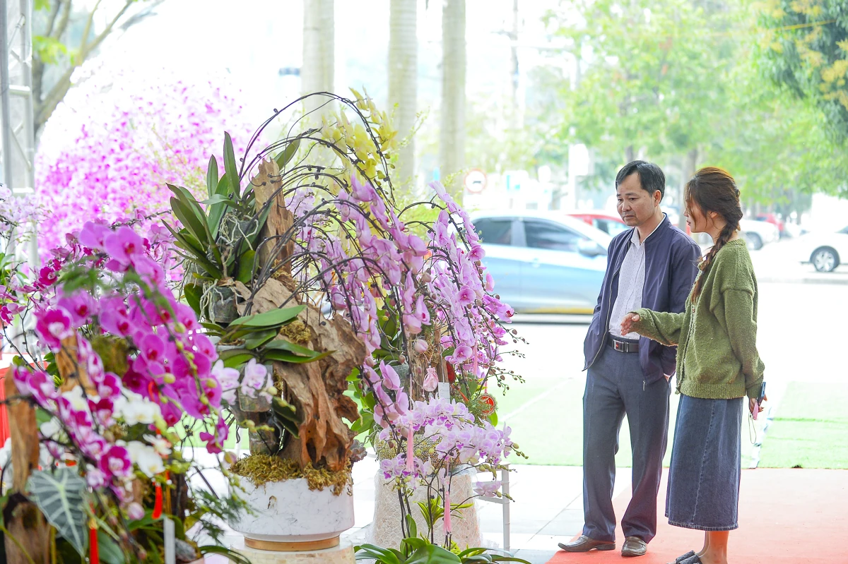 Vào vụ Tết, thợ cắm lan “chạy sô”, thu tiền triệu mỗi ngày