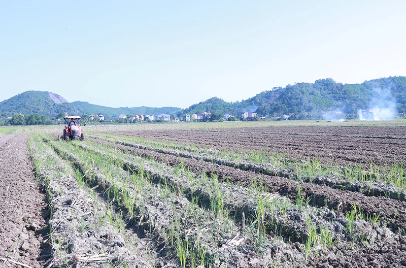 Tây Đô vào xuân mới củng cố nền tảng, kiến tạo không gian phát triển