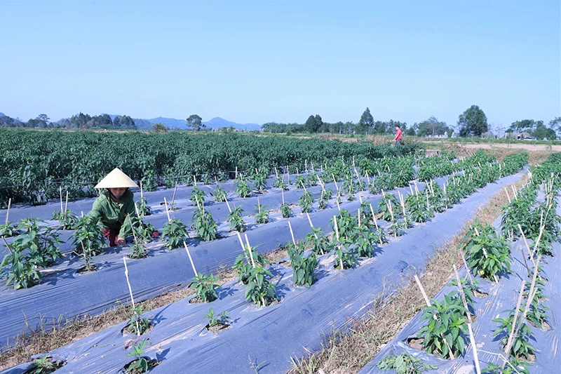 Tây Đô vào xuân mới củng cố nền tảng, kiến tạo không gian phát triển