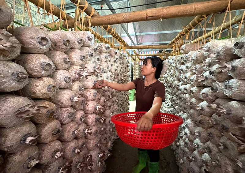 Xuân về, Thành Vinh thêm tự tin và hy vọng