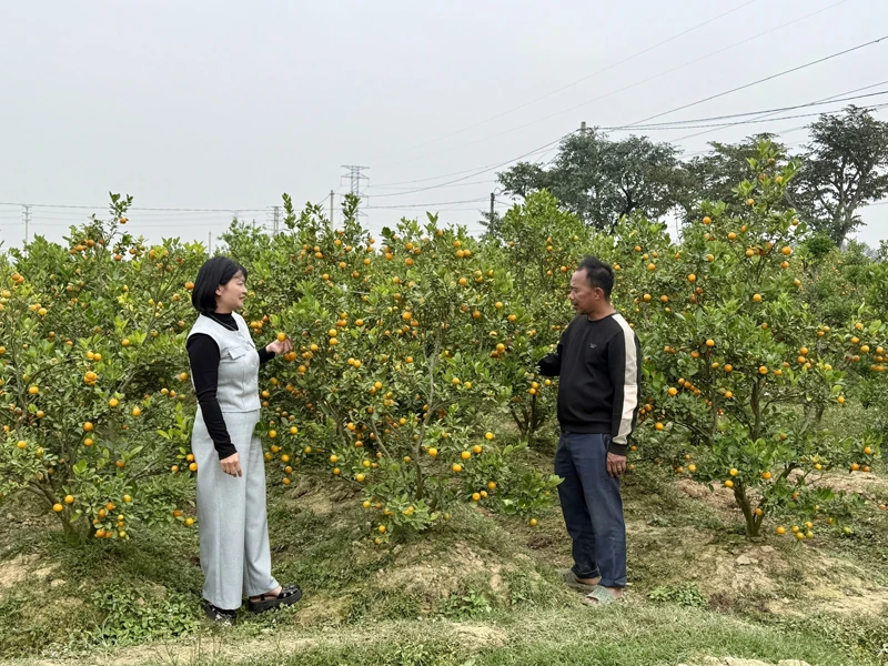 Lan tỏa phong trào nông dân thi đua sản xuất, kinh doanh giỏi