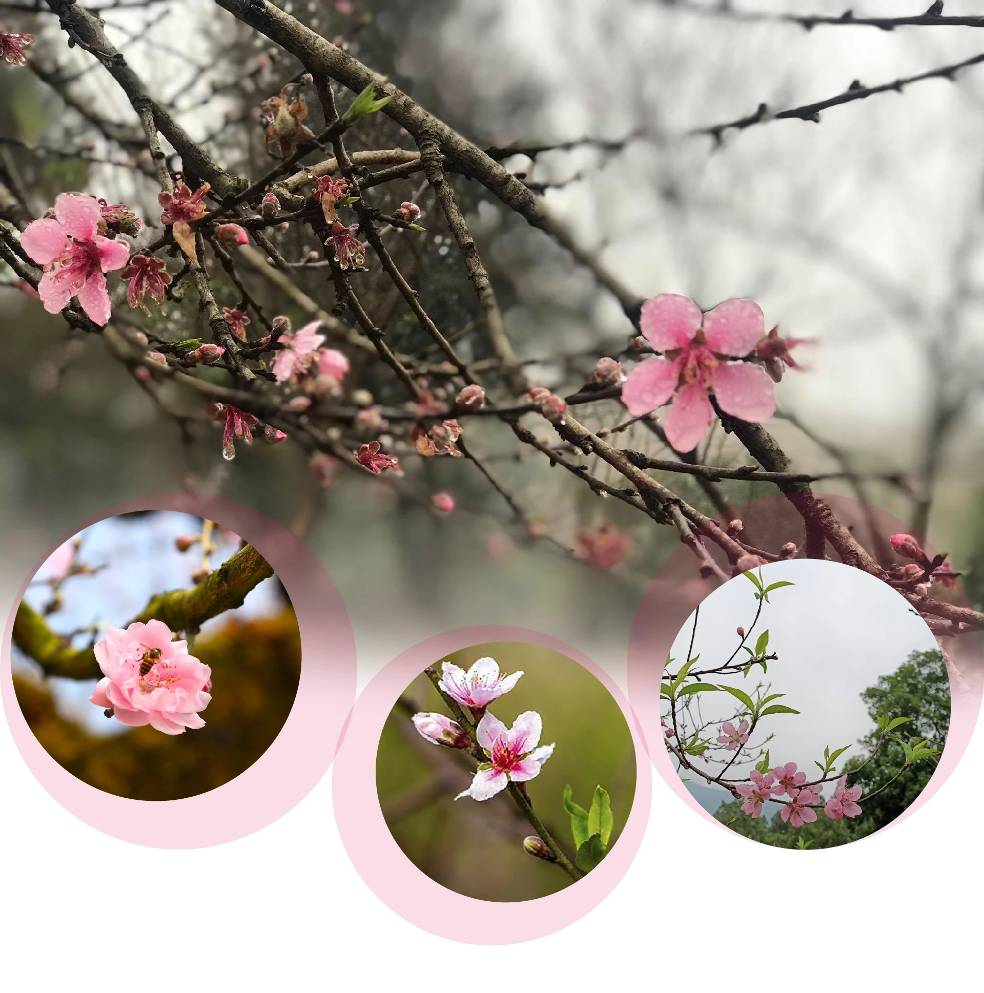 [E-Magazine]: Hồn xuân đất Bắc