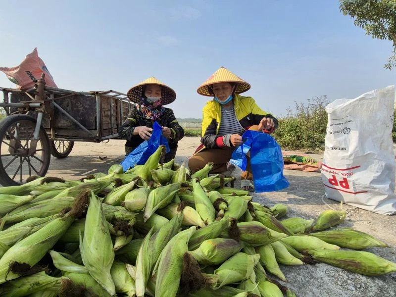 Tết ấm nhờ vụ ngô ngọt cuối năm