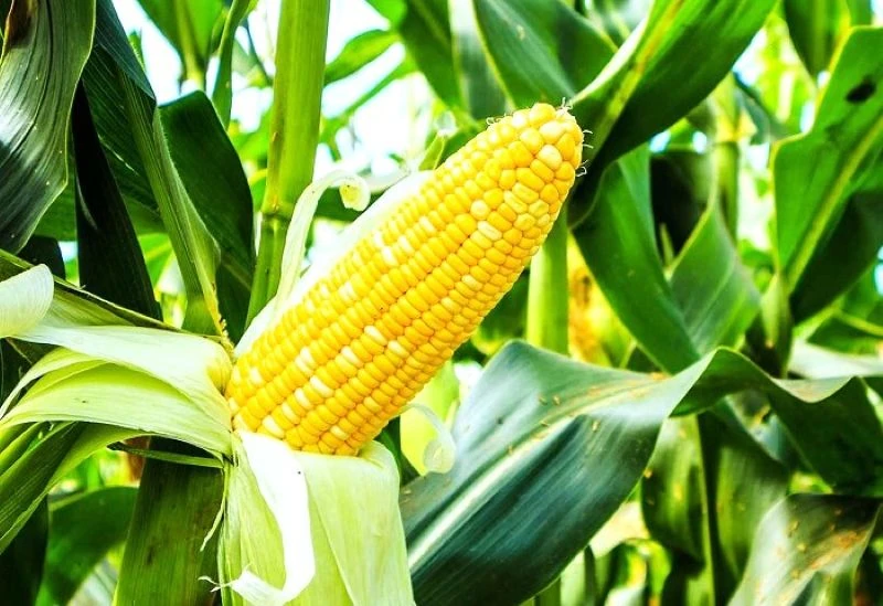 Tết ấm nhờ vụ ngô ngọt cuối năm