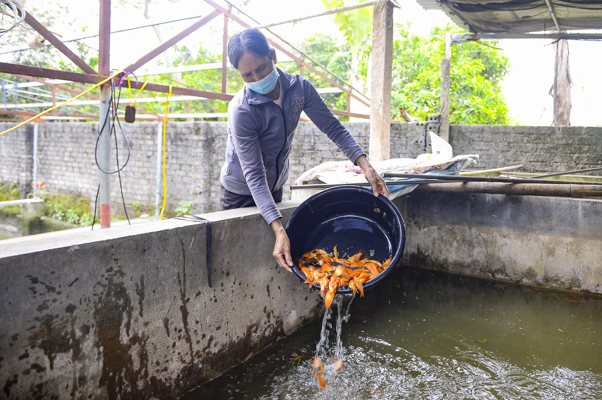 Cá chép đỏ vào vụ, hút hàng dịp Tết ông Công, ông Táo