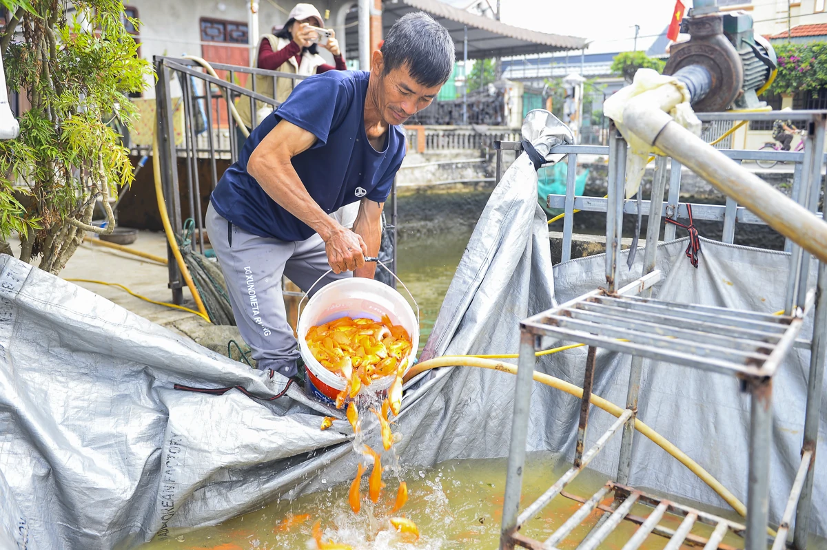 Cá chép đỏ vào vụ, hút hàng dịp Tết ông Công, ông Táo