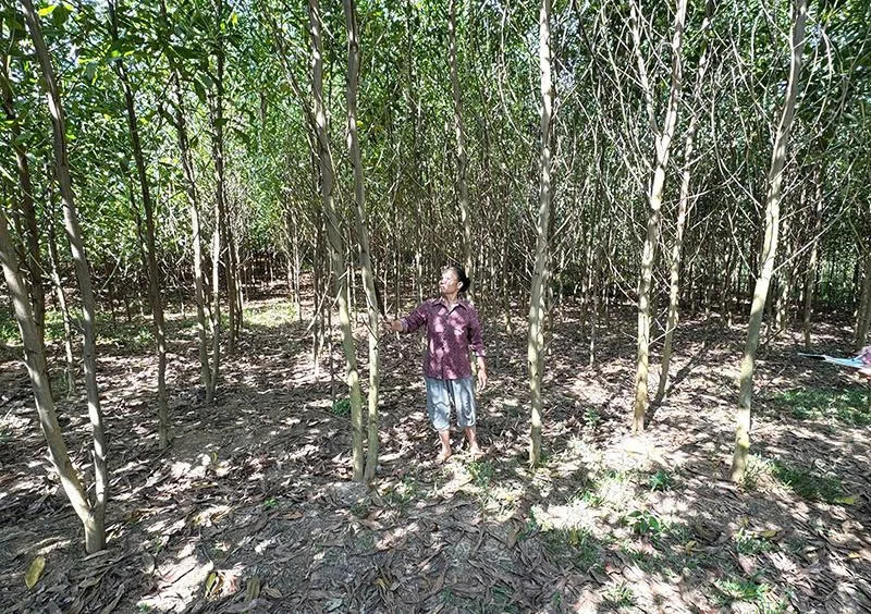 Đẩy mạnh công tác trồng rừng