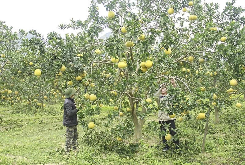 Tích cực phát triển sản xuất nông nghiệp hữu cơ