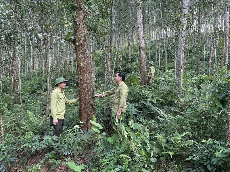 Thanh Hóa có 644.796,69 ha rừng, độ che phủ 54,09%