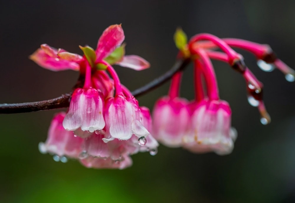 Hàng nghìn du khách đón Tết Bính Ngọ cùng hơn triệu bông tulip tại Sun World Ba Na Hills