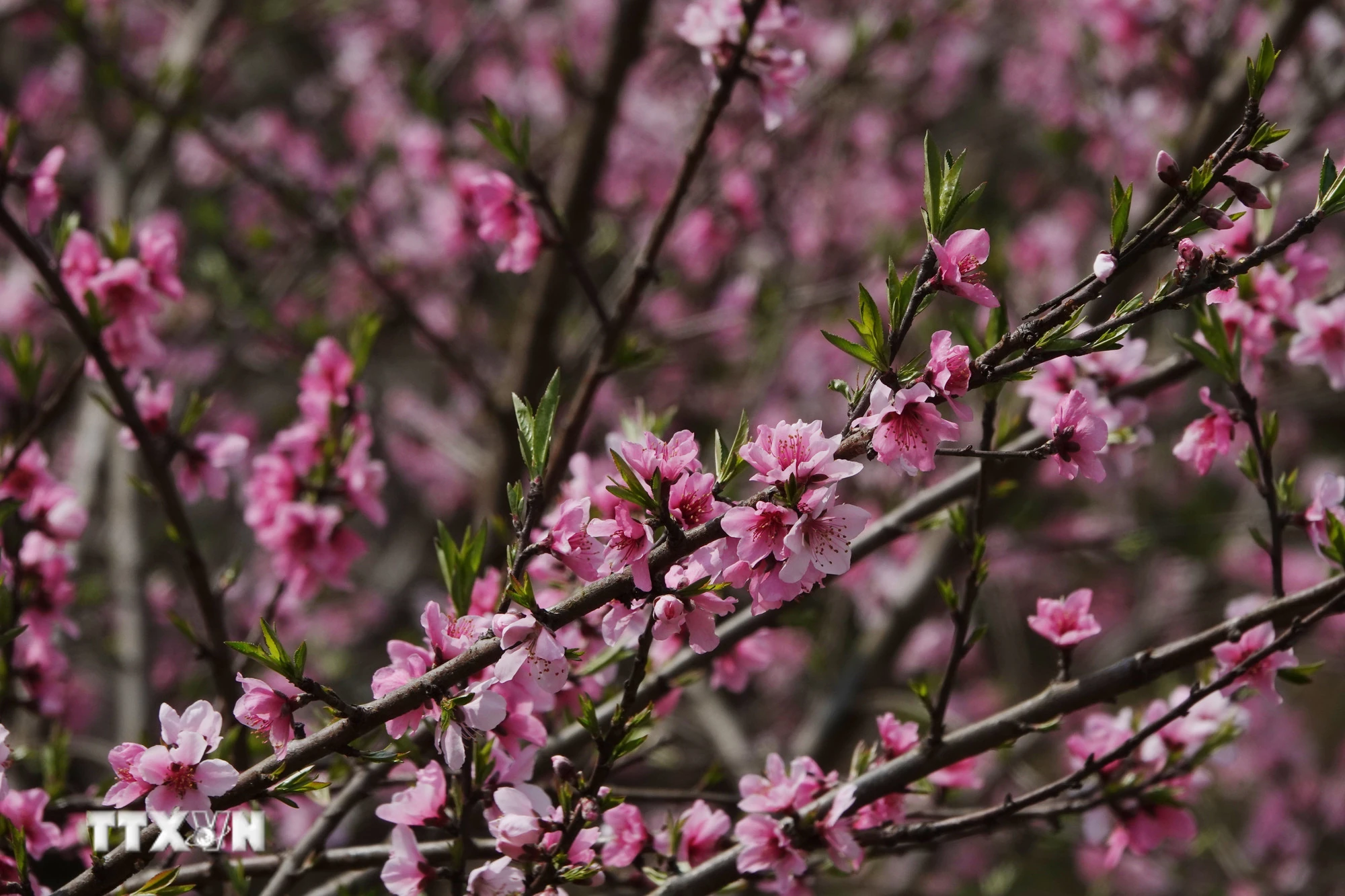 Thông điệp chúc Tết Bính Ngọ 2026 của Chủ tịch nước Lương Cường