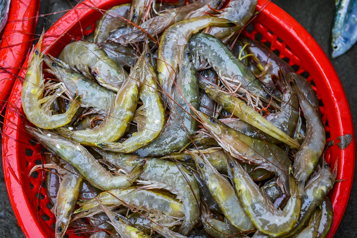 Ngư dân xứ Thanh mở biển Xuân Bính Ngọ, đón lộc biển đầu năm