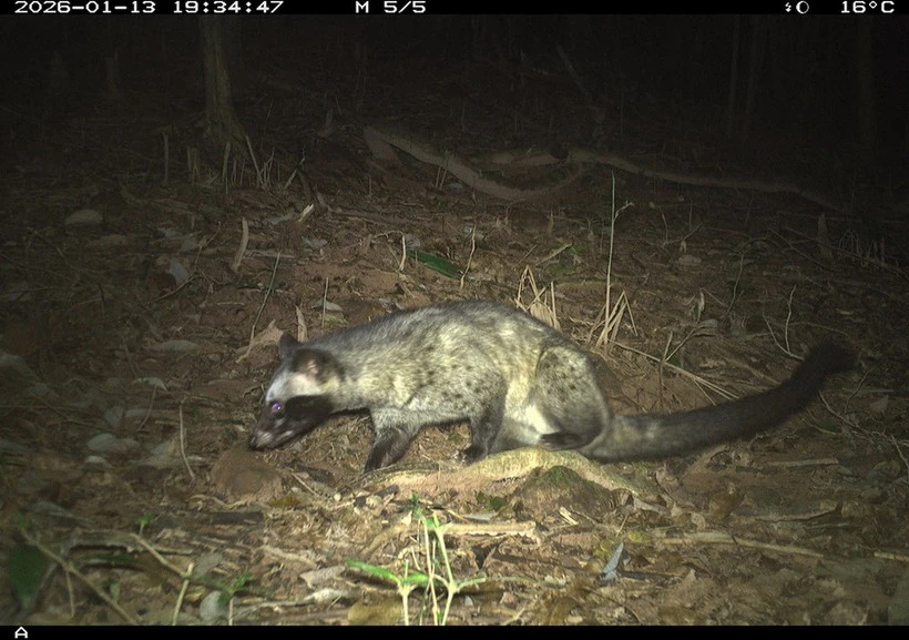 Ghi nhận 27 loài động vật hoang dã trong rừng bảo vệ di tích Văn hoá thế giới Mỹ Sơn