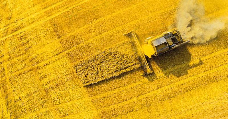 Trung Quốc giảm mạnh thuế chống bán phá giá đối với hạt cải dầu Canada