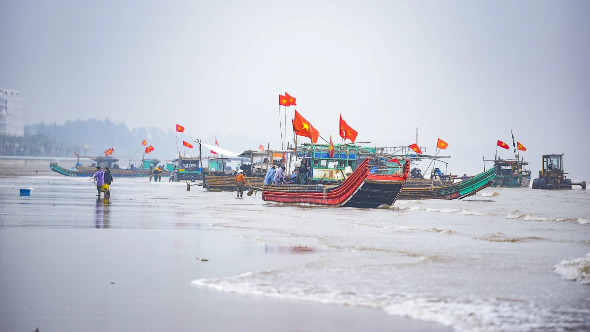 Rộn ràng mùa sứa biển ở vùng bãi ngang xứ Thanh