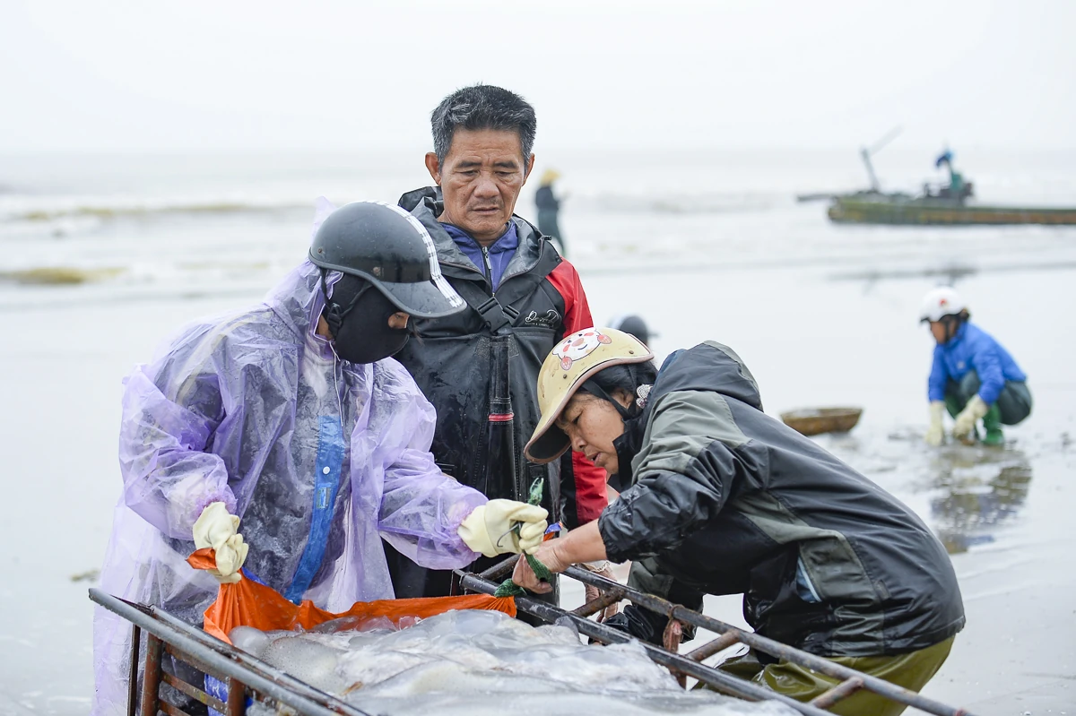 Rộn ràng mùa sứa biển ở vùng bãi ngang xứ Thanh