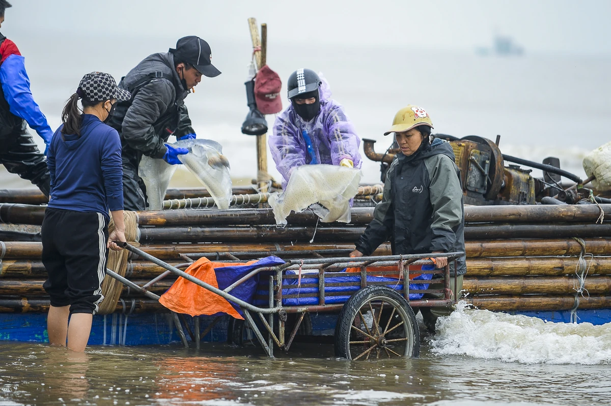 Rộn ràng mùa sứa biển ở vùng bãi ngang xứ Thanh