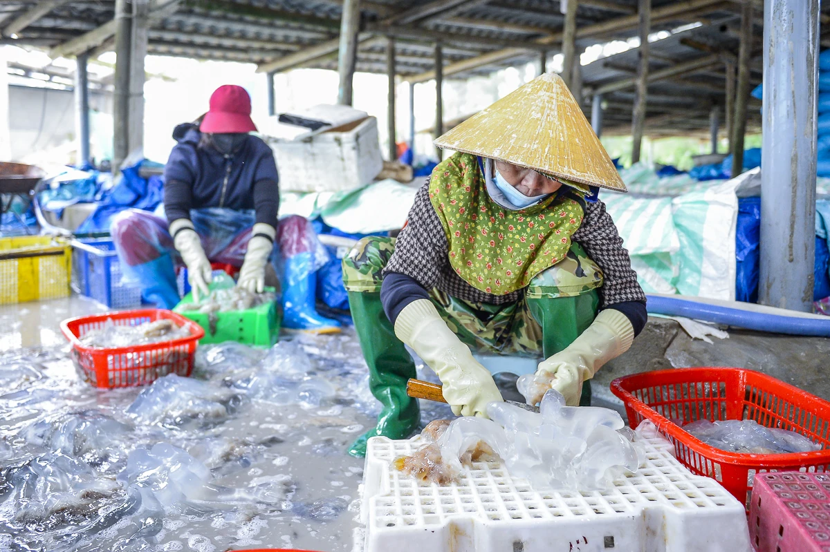 Rộn ràng mùa sứa biển ở vùng bãi ngang xứ Thanh