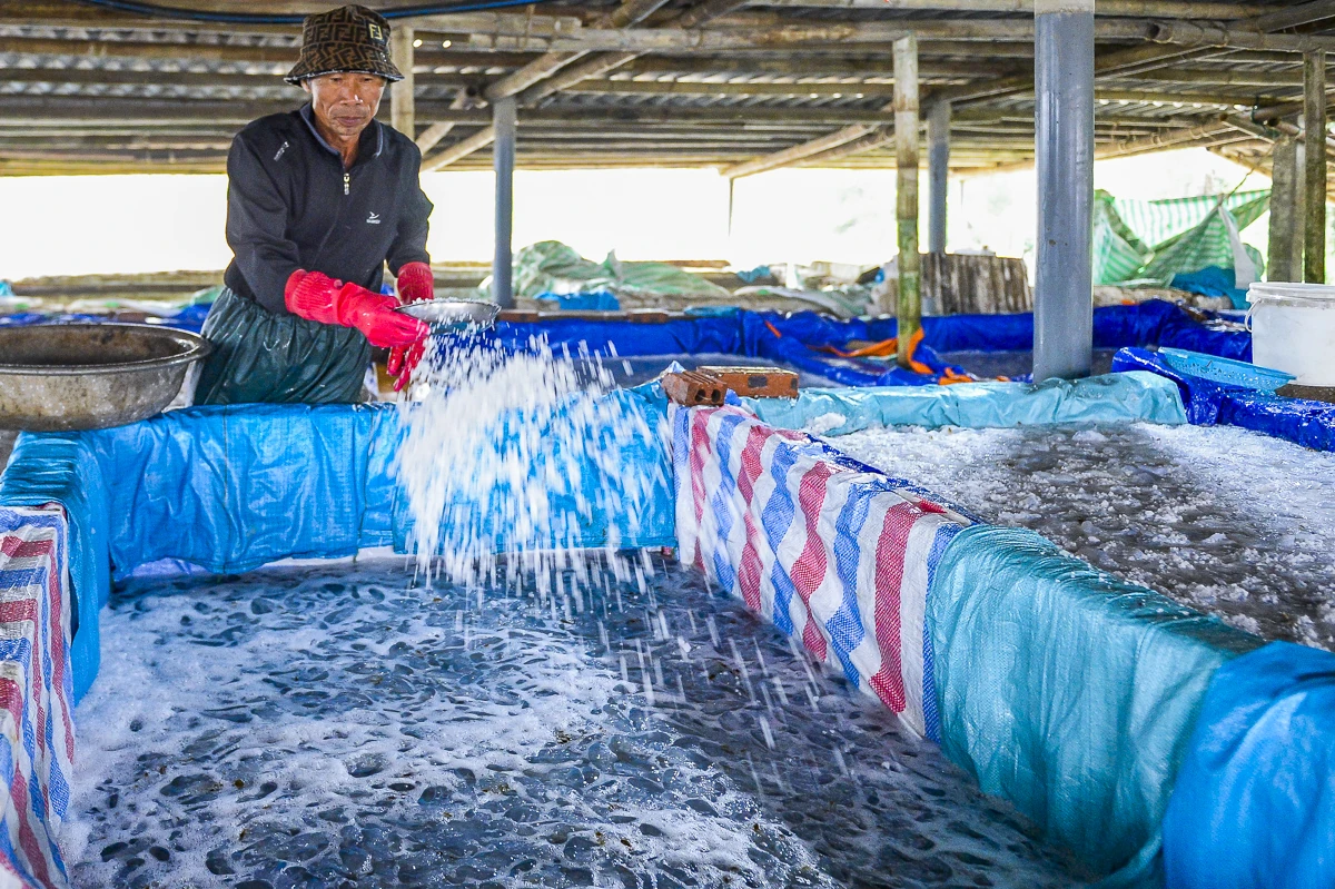 Rộn ràng mùa sứa biển ở vùng bãi ngang xứ Thanh