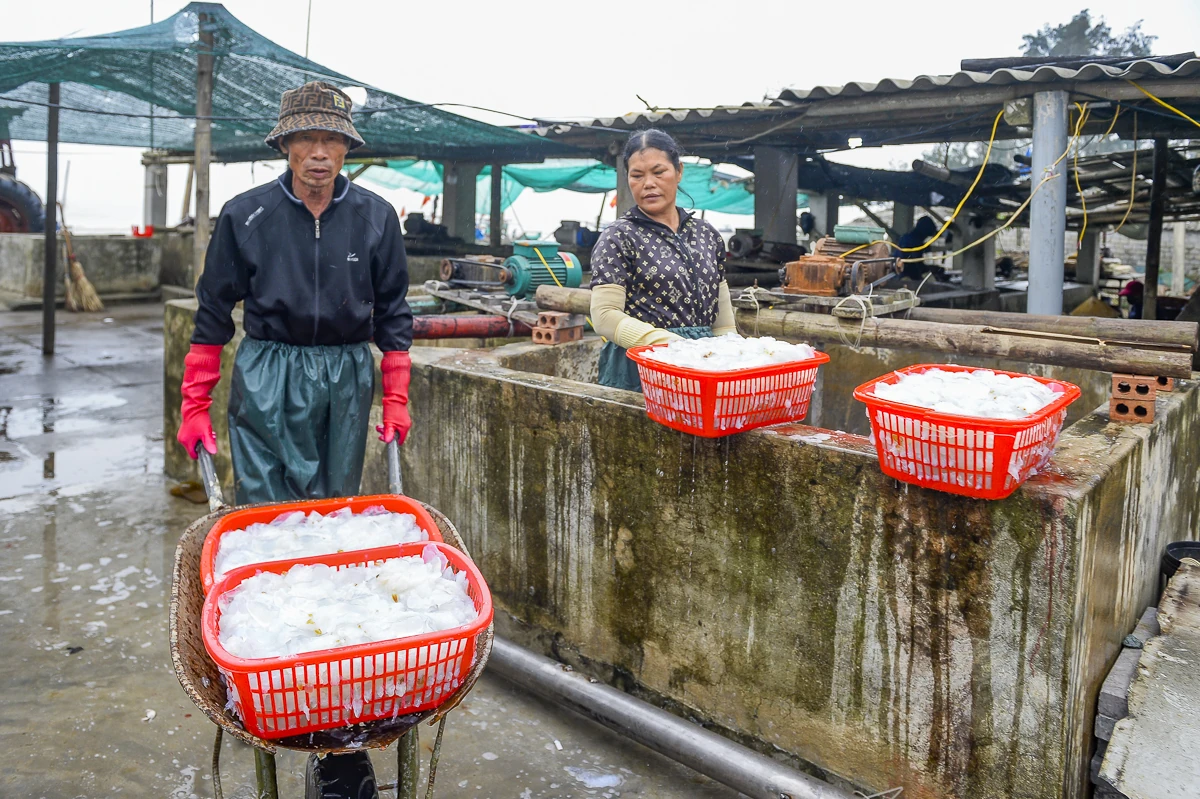 Rộn ràng mùa sứa biển ở vùng bãi ngang xứ Thanh