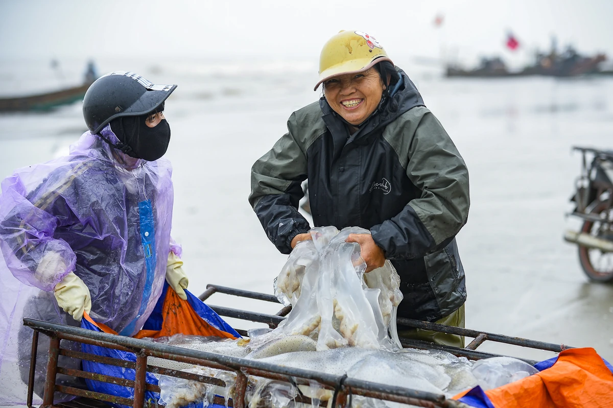 Rộn ràng mùa sứa biển ở vùng bãi ngang xứ Thanh