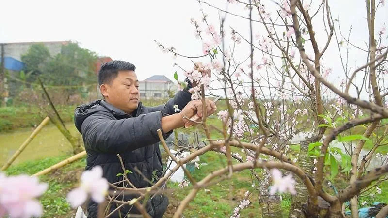 Hồi sinh những gốc đào sau tết