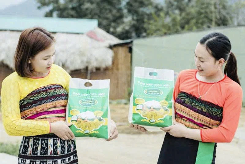 Phát triển vùng chuyên canh lúa nếp đặc sản