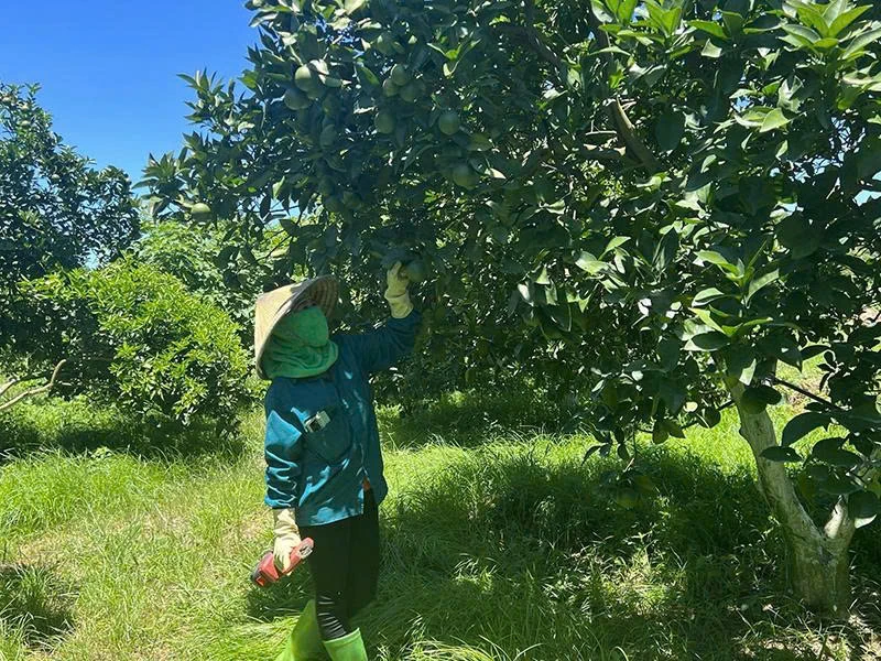 Chuyển đổi cơ cấu cây trồng gắn với ứng dụng công nghệ cao