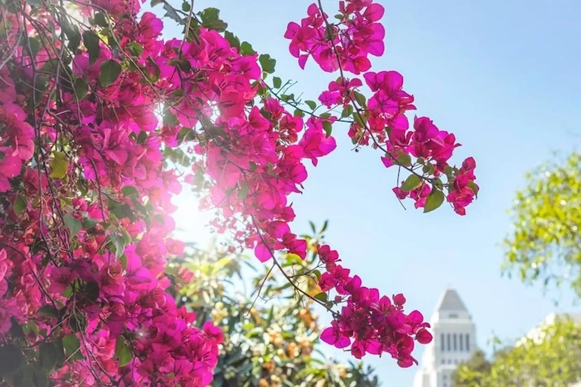 [E-Magazine]: Hoa trong ngõ vắng
