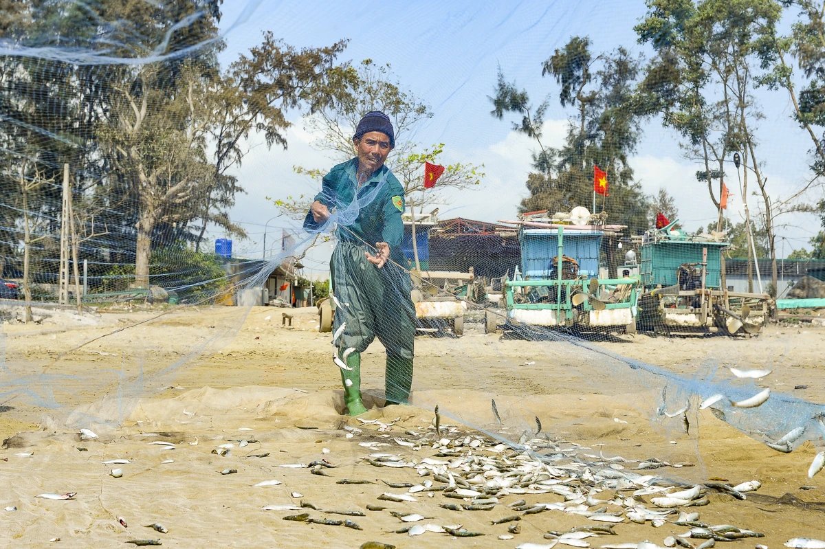 Giá nhiên liệu tăng, mùa cá trích giúp ngư dân ven biển giữ nhịp sinh kế