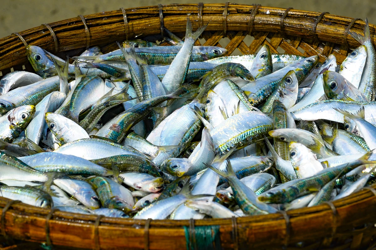 Giá nhiên liệu tăng, mùa cá trích giúp ngư dân ven biển giữ nhịp sinh kế