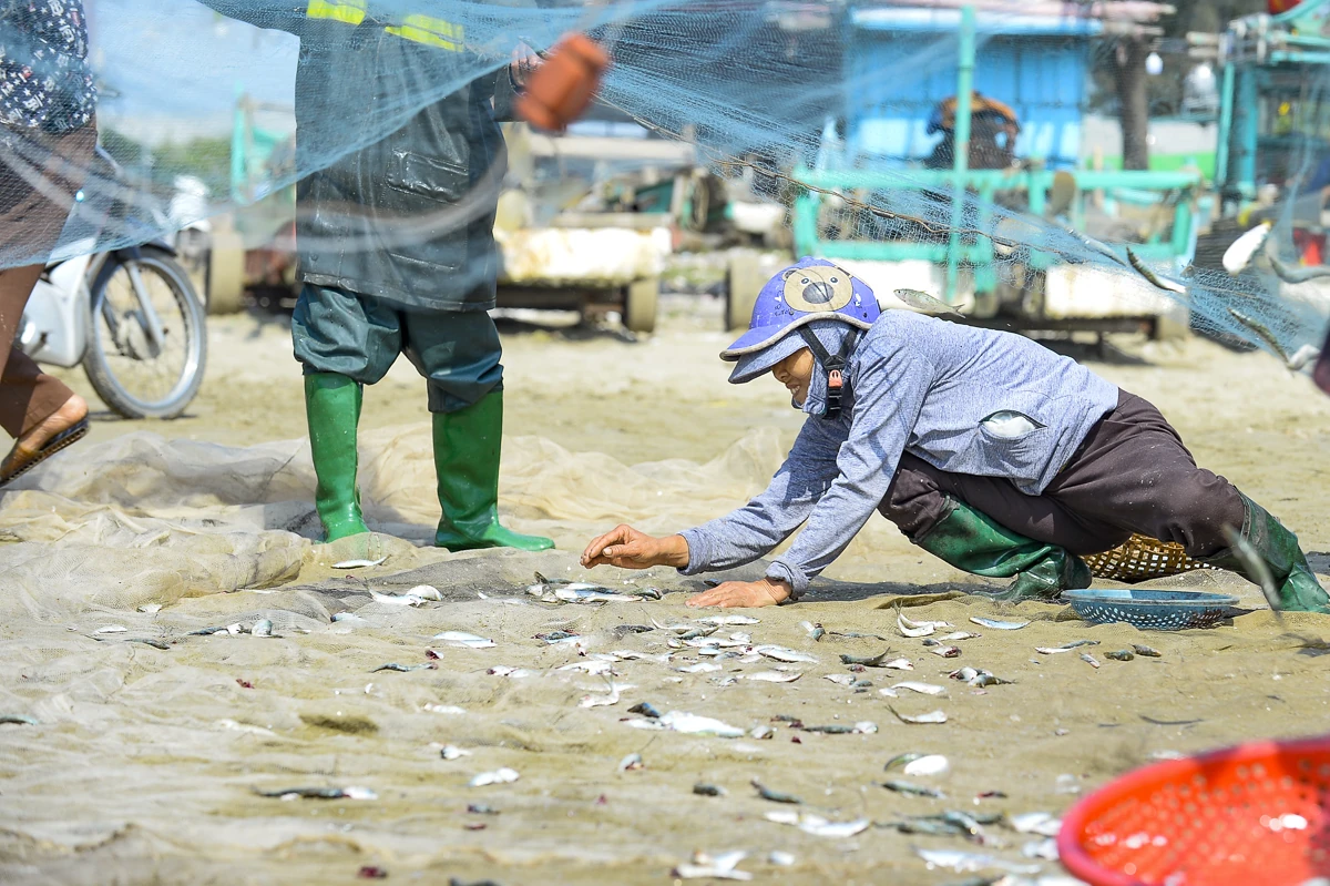 Giá nhiên liệu tăng, mùa cá trích giúp ngư dân ven biển giữ nhịp sinh kế