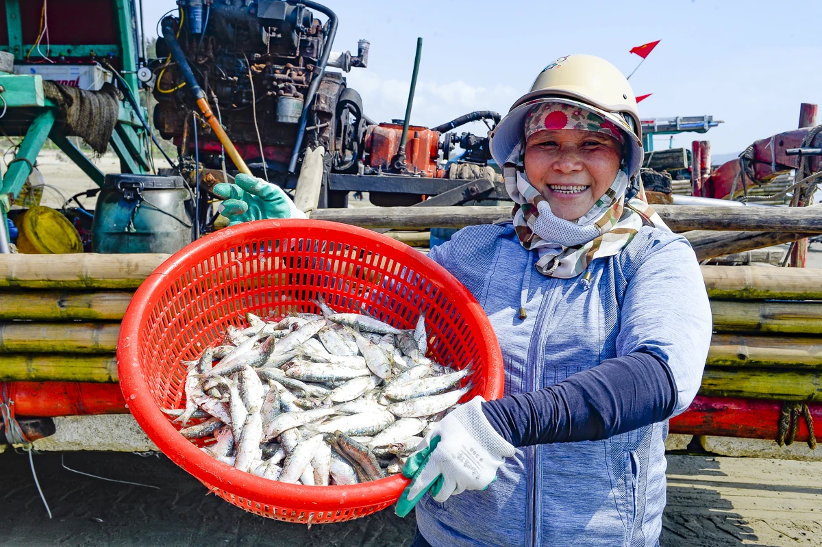 Giá nhiên liệu tăng, mùa cá trích giúp ngư dân ven biển giữ nhịp sinh kế