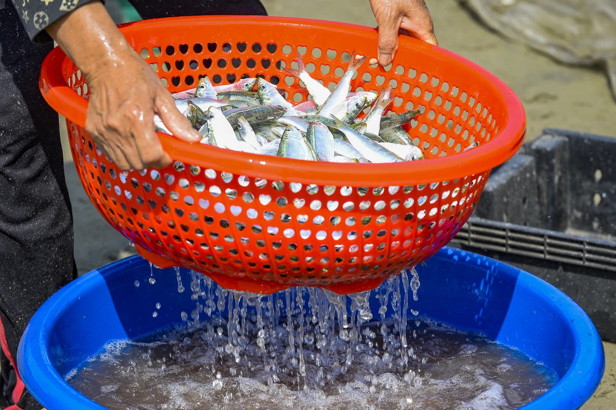 Giá nhiên liệu tăng, mùa cá trích giúp ngư dân ven biển giữ nhịp sinh kế