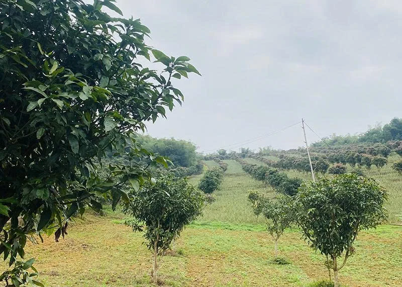 Hướng tới hội nghị xúc tiến đầu tư tỉnh Thanh Hóa năm 2026: Biến tiềm năng nông nghiệp công nghệ cao thành lợi thế