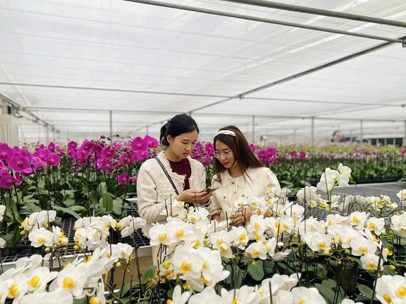 Hướng tới hội nghị xúc tiến đầu tư tỉnh Thanh Hóa năm 2026: Biến tiềm năng nông nghiệp công nghệ cao thành lợi thế