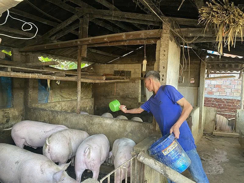 Ứng dụng công nghệ vi sinh trong chăn nuôi