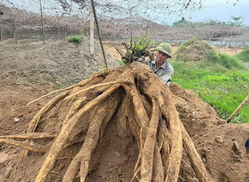 Nông dân làm giàu từ mô hình trồng sắn dây