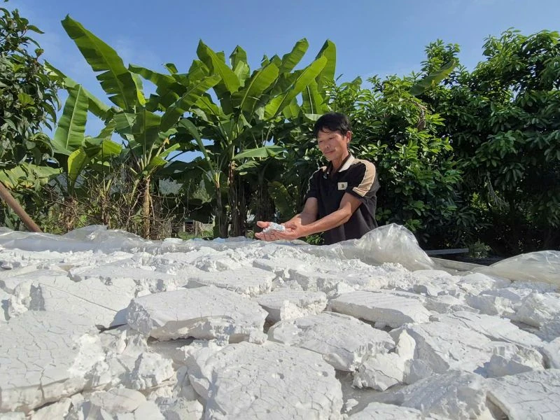 Nông dân làm giàu từ mô hình trồng sắn dây