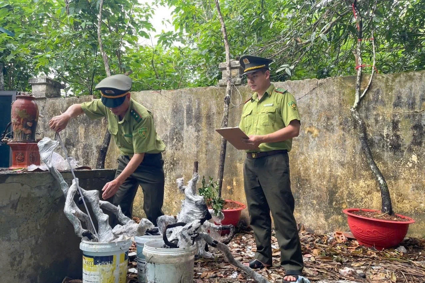 Săn cây muội hồng có thể bị truy cứu trách nhiệm hình sự
