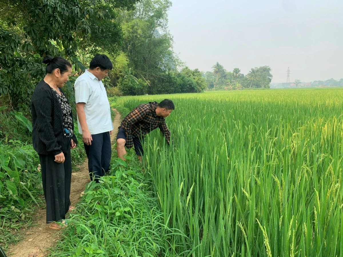 Cấp nước trở lại cho cánh đồng lúa thôn Tân Thành sau phản ánh của Báo và Phát thanh, truyền hình Thanh Hóa