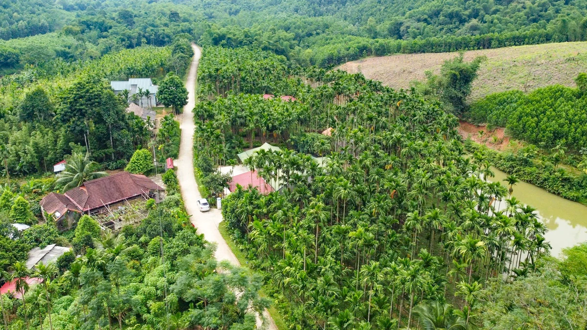 Trồng dược liệu “leo” thân cau: Mở lối kinh tế xanh từ triền đồi xứ Thanh