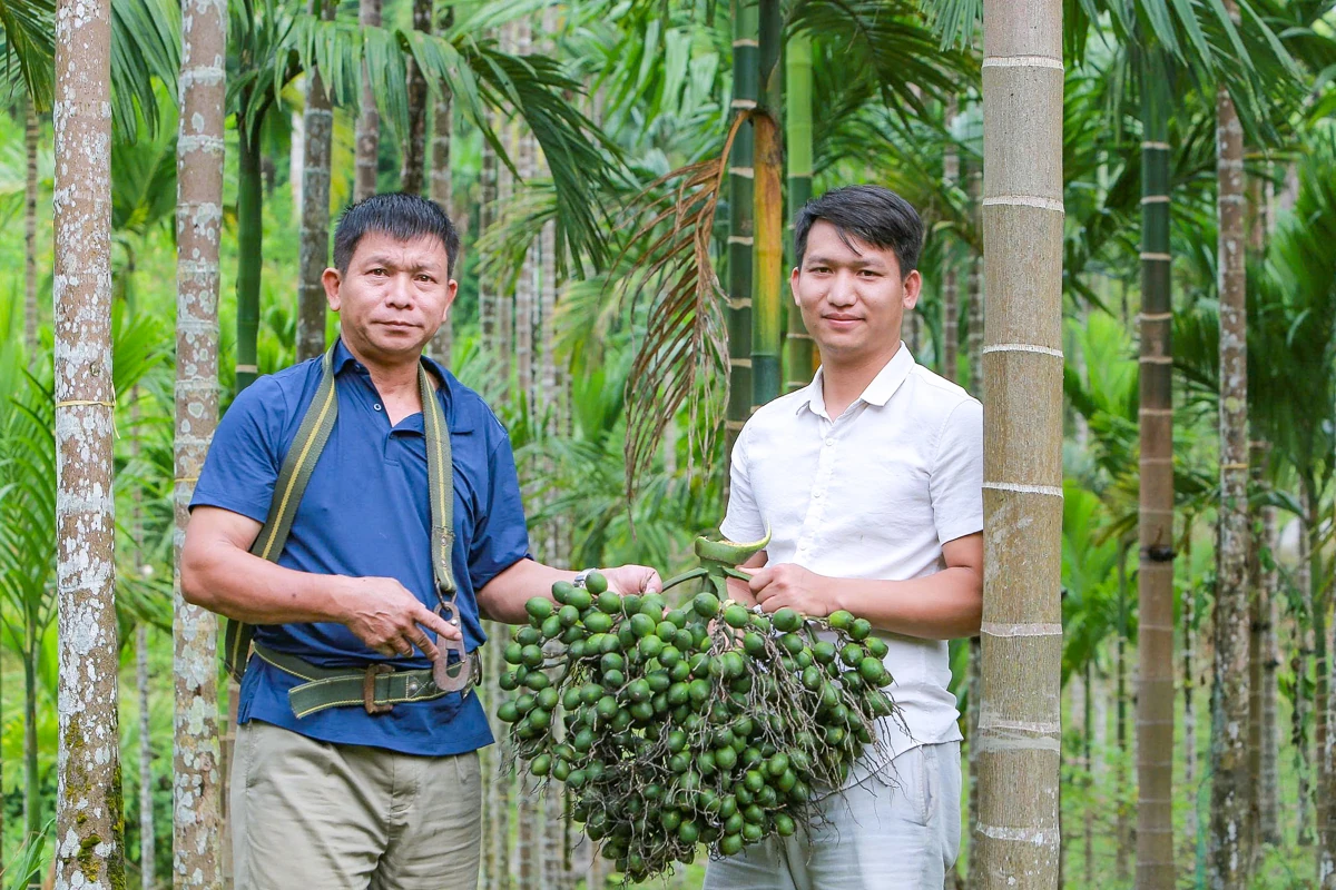 Trồng dược liệu “leo” thân cau: Mở lối kinh tế xanh từ triền đồi xứ Thanh