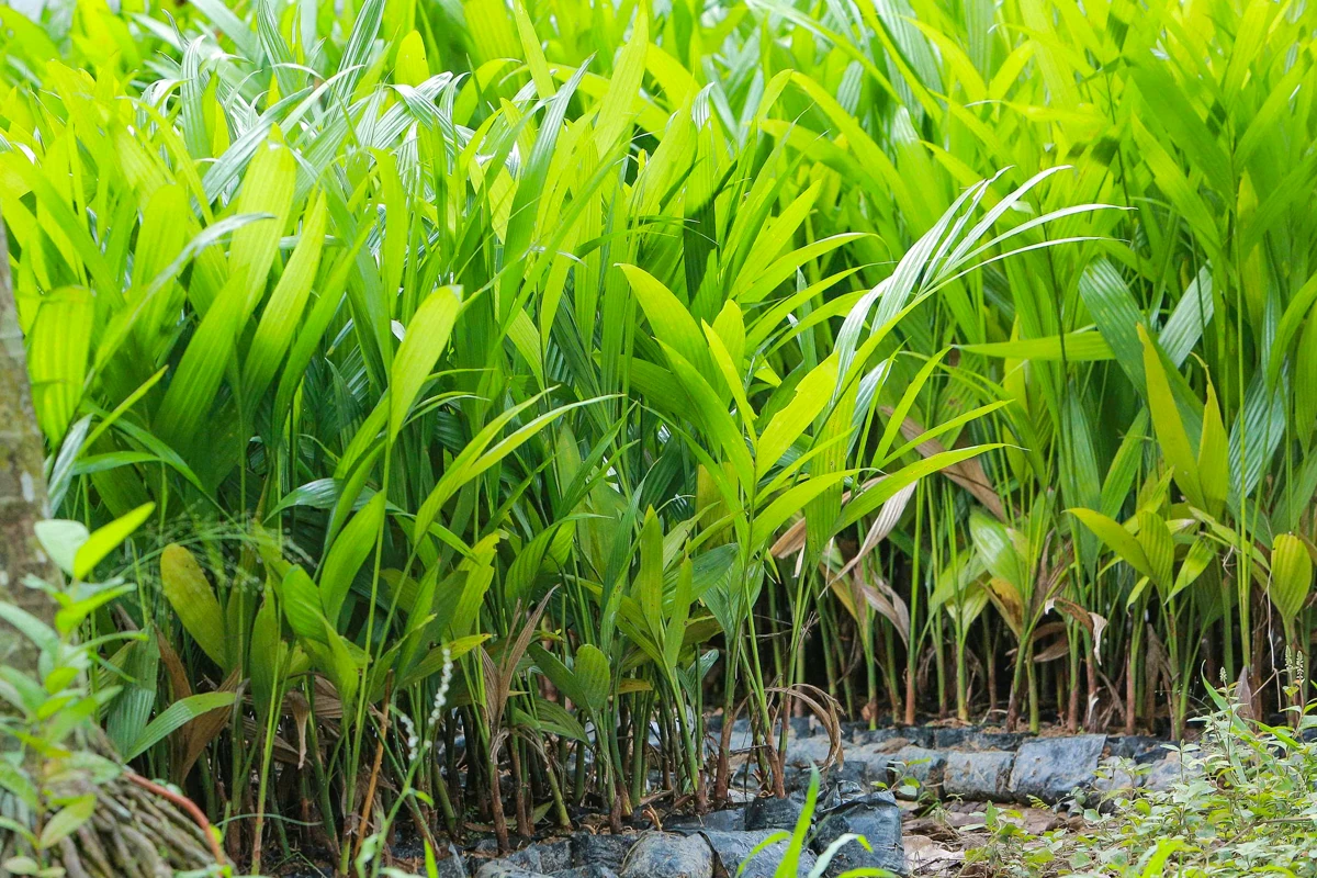 Trồng dược liệu “leo” thân cau: Mở lối kinh tế xanh từ triền đồi xứ Thanh