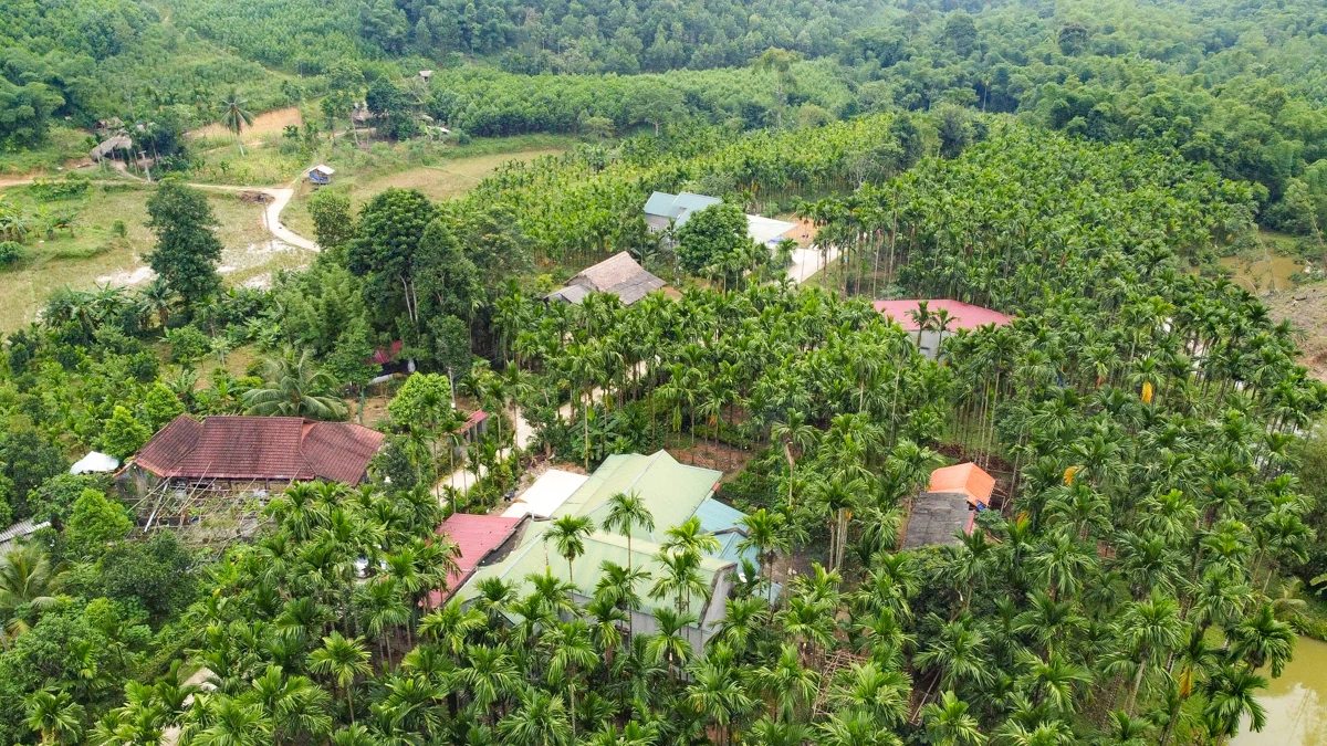 Trồng dược liệu “leo” thân cau: Mở lối kinh tế xanh từ triền đồi xứ Thanh